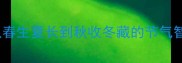 四季成语必学100个从春生夏长到秋收冬藏的节气智慧附实用学习指南