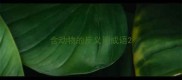 含动物的反义词成语