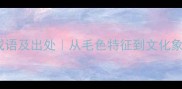 10个形容貂的成语及出处从毛色特征到文化象征的深度解读