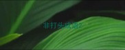 非打头成语