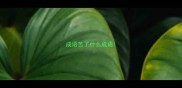 成语苦了什么成语