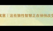 狼的成语及寓意这些狼性智慧正在悄悄改变职场和人生