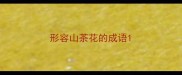 形容山茶花的成语