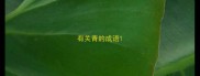 有关青的成语