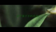 关于姜子牙的成语