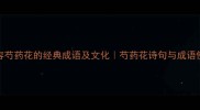 36个形容芍药花的经典成语及文化芍药花诗句与成语使用指南