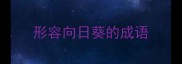 形容向日葵的成语